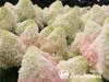 Hortenzija šluotelinė ,Living Summer Love' (lot. Hydrangea paniculata)